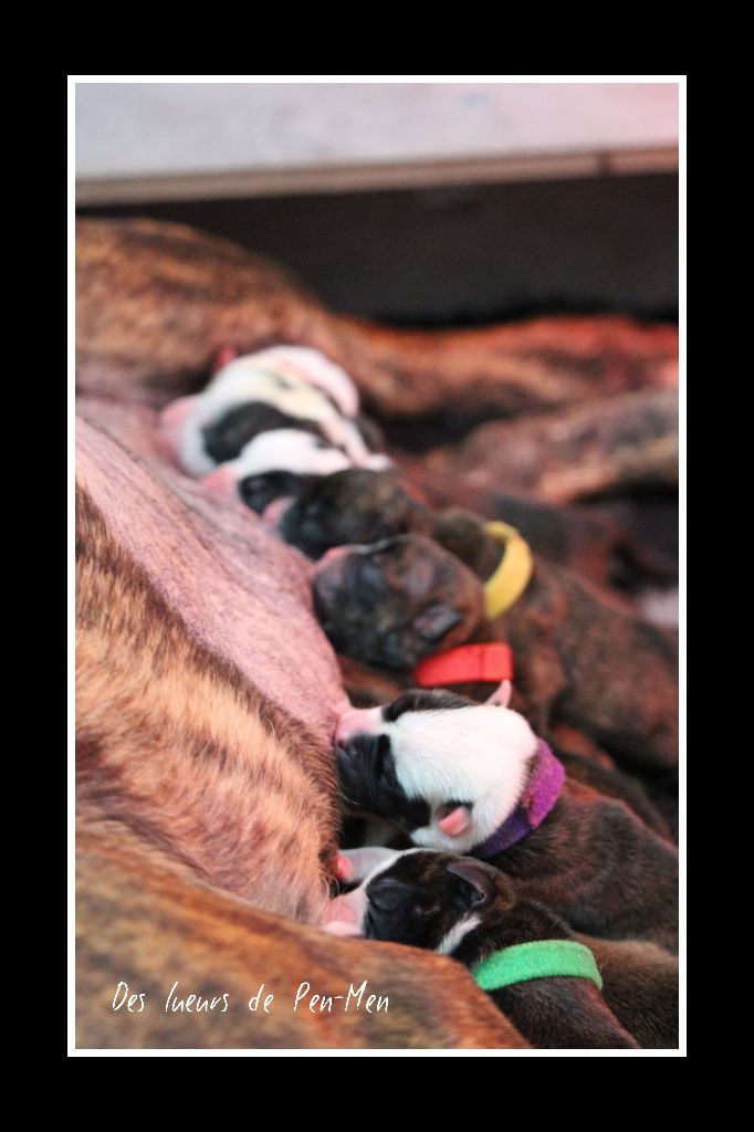 Naissance des chiots le 25/02/2020