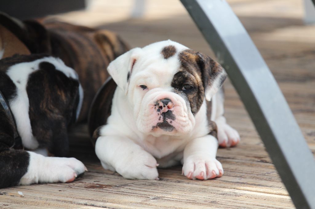 les chiots dans le jardin