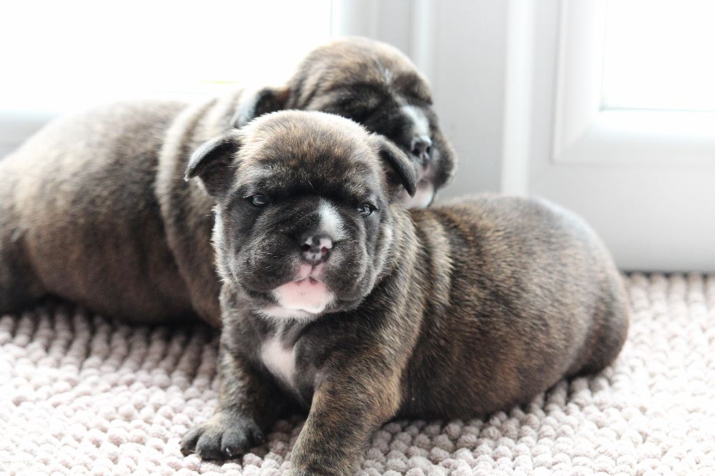 chiots à 2 semaines 1/2